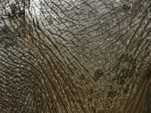 A close up of the surface of an elephant 's back.